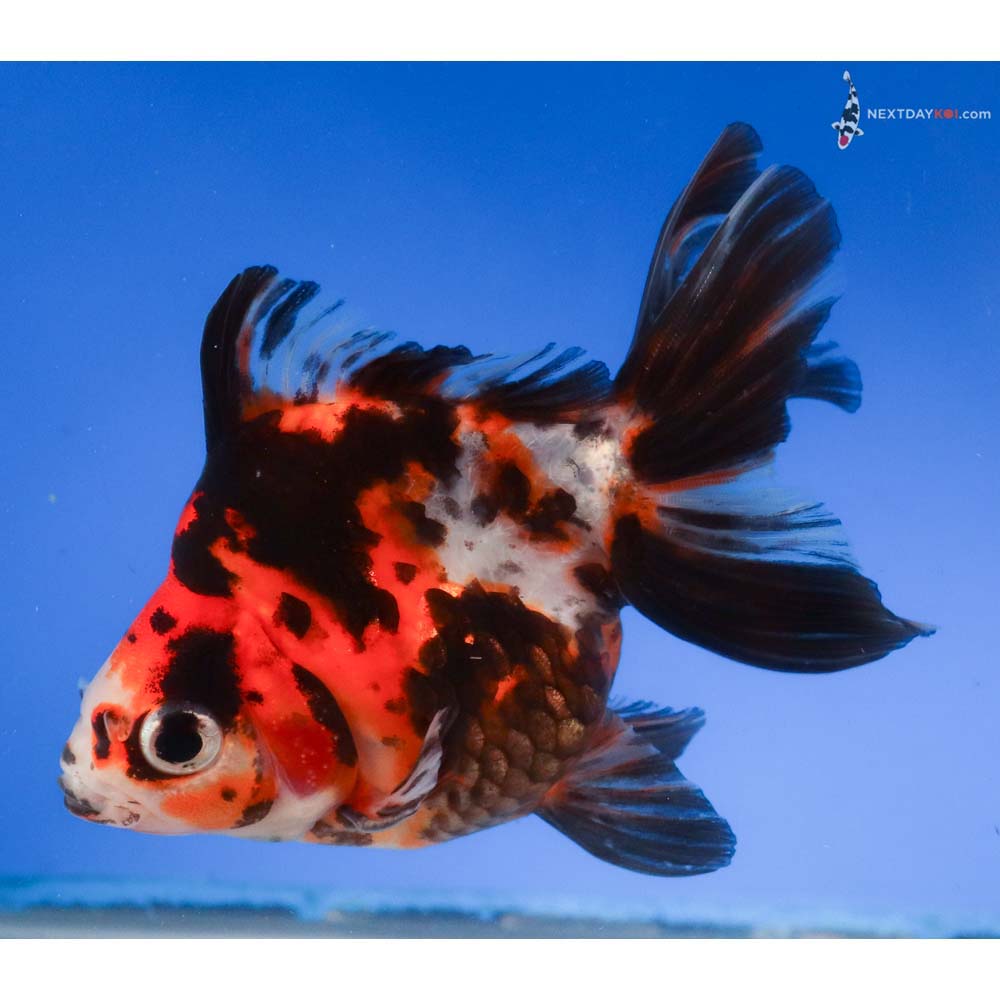 4” Imported Male Calico Ryukin