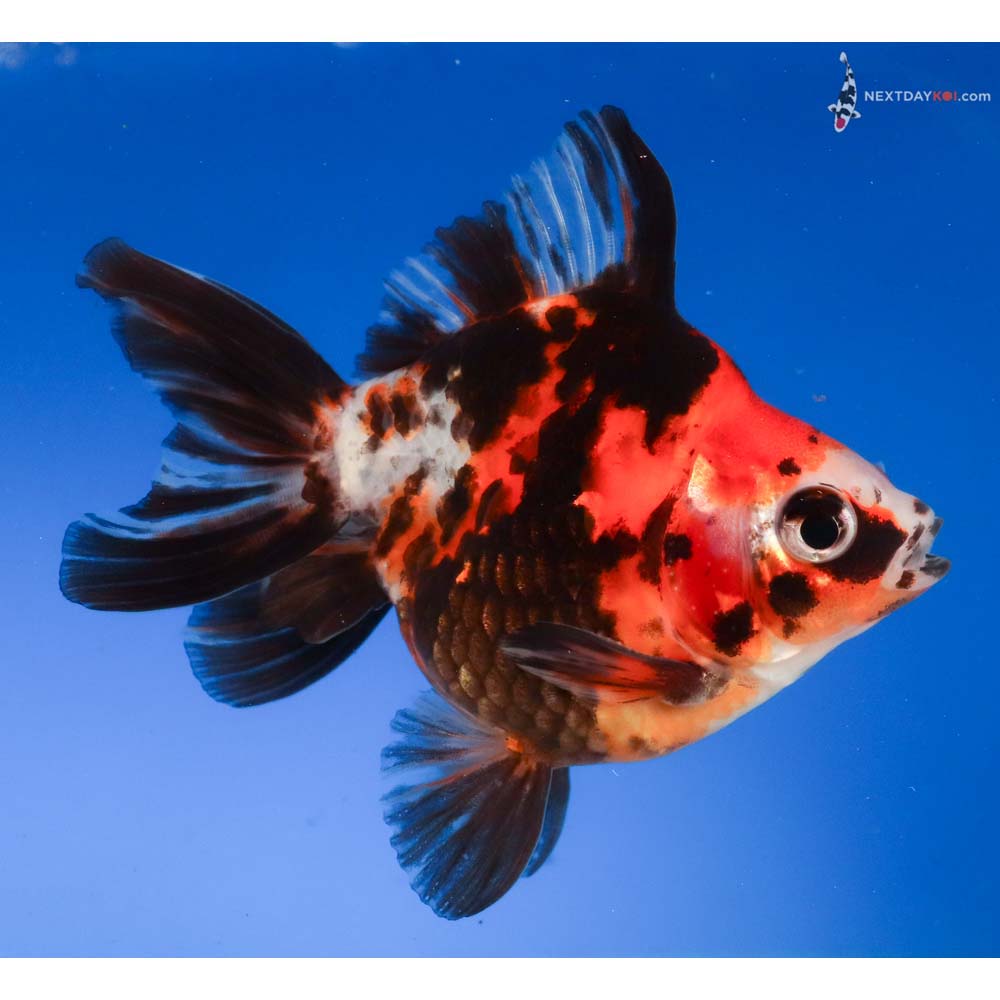 4” Imported Male Calico Ryukin