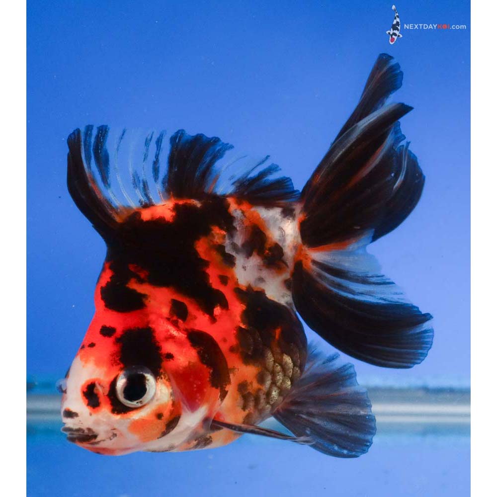 4” Imported Male Calico Ryukin