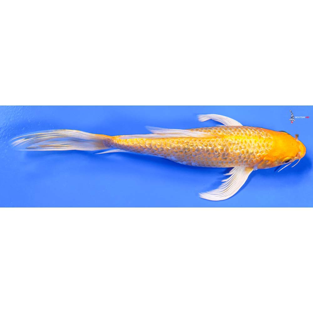 7” Imported Gin Rin Yamabuki Ogon Butterfly Koi