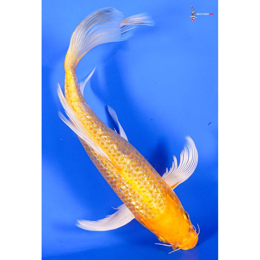 7” Imported Gin Rin Yamabuki Ogon Butterfly Koi