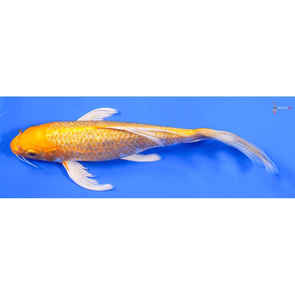 7” Imported Gin Rin Yamabuki Ogon Butterfly Koi