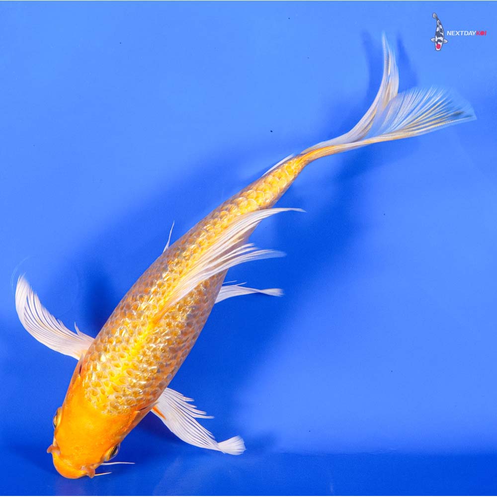 7” Imported Gin Rin Yamabuki Ogon Butterfly Koi