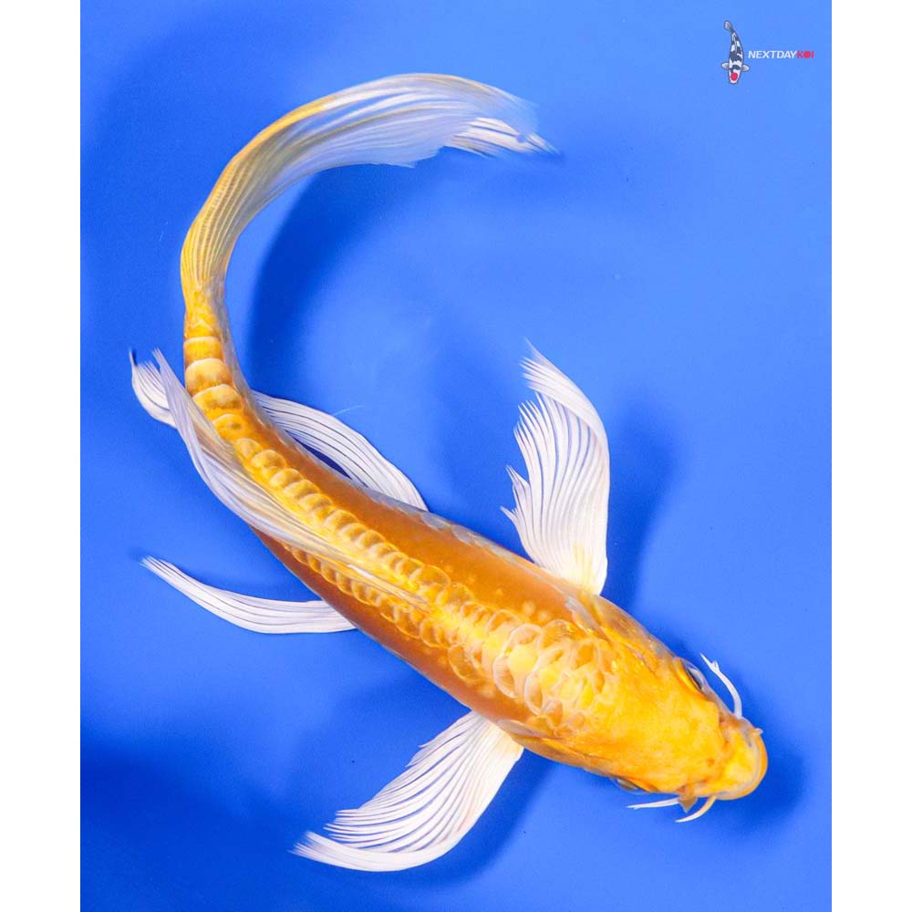 7” Imported Doitsu Yamabuki Ogon Butterfly Koi