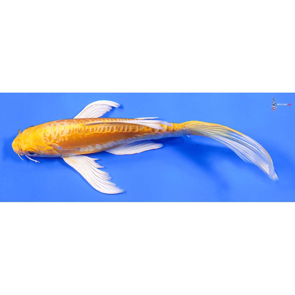 7” Imported Doitsu Yamabuki Ogon Butterfly Koi