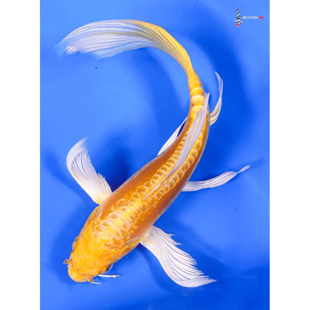 7” Imported Doitsu Yamabuki Ogon Butterfly Koi