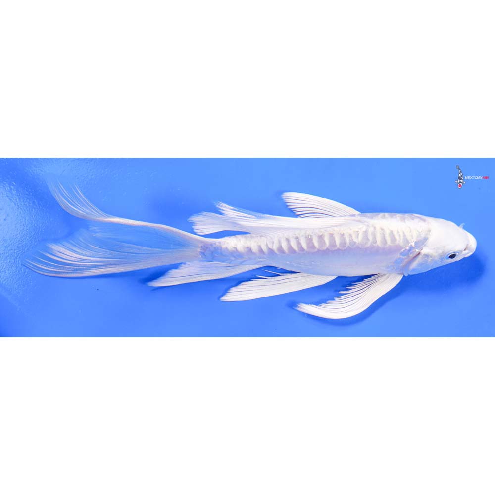 8” Imported Doitsu Platinum Ogon Butterfly Koi