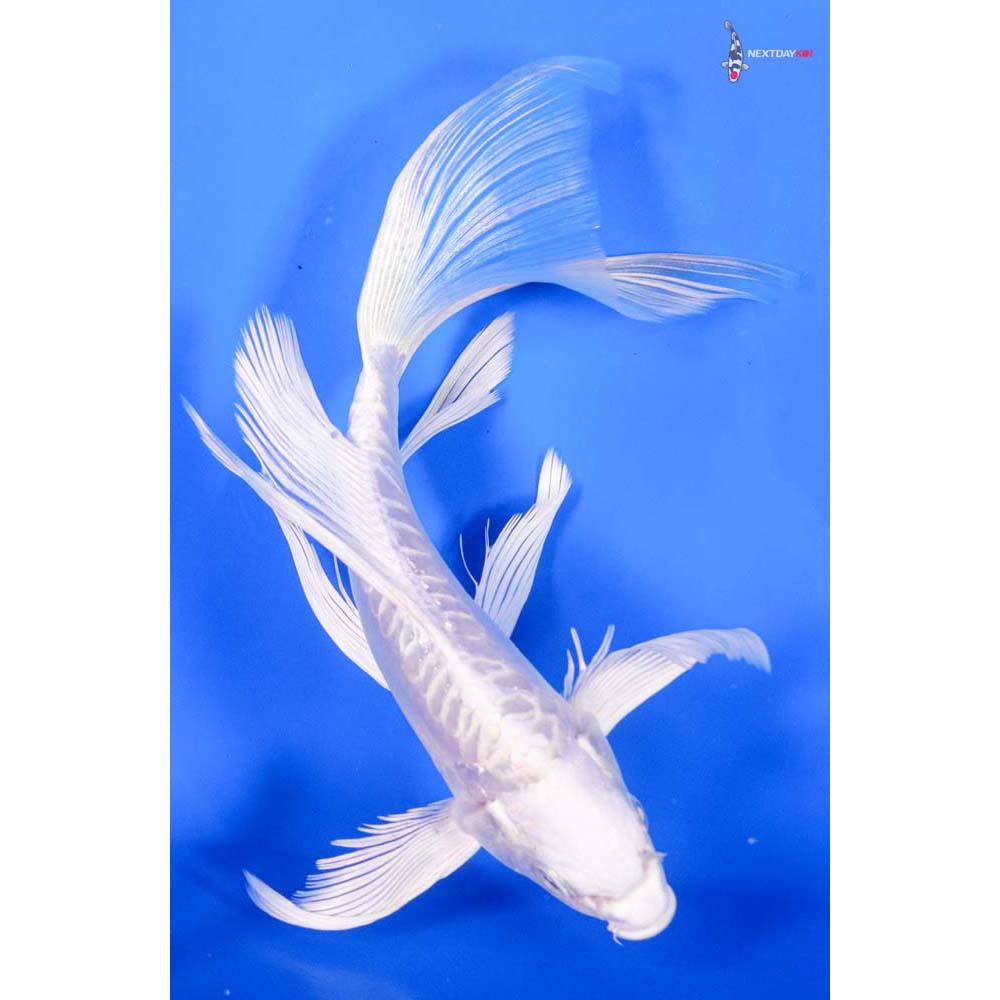 8” Imported Doitsu Platinum Ogon Butterfly Koi