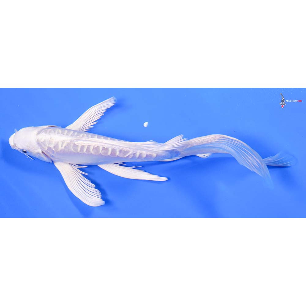 8” Imported Doitsu Platinum Ogon Butterfly Koi