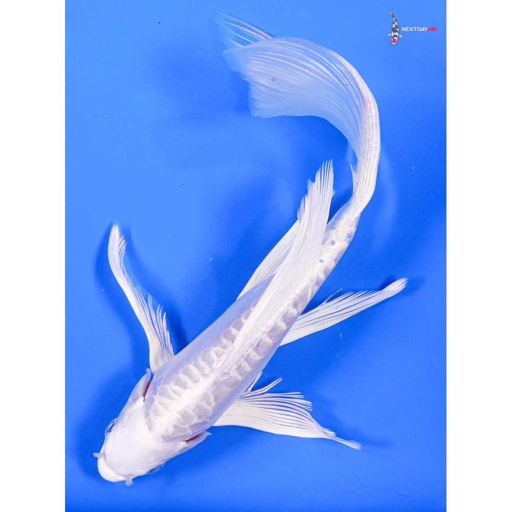 8” Imported Doitsu Platinum Ogon Butterfly Koi