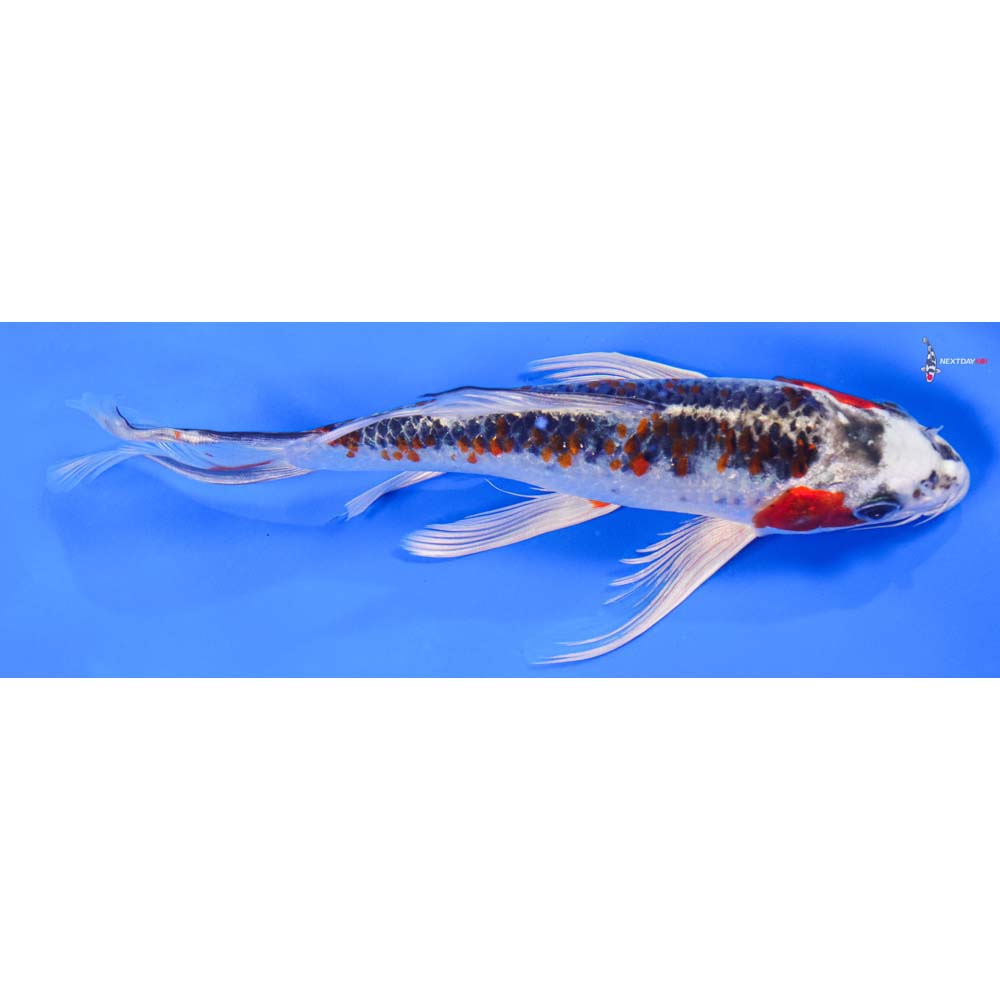8” Imported Kujaku Butterfly Koi