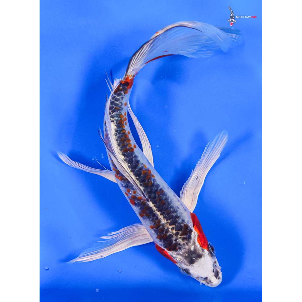 8” Imported Kujaku Butterfly Koi