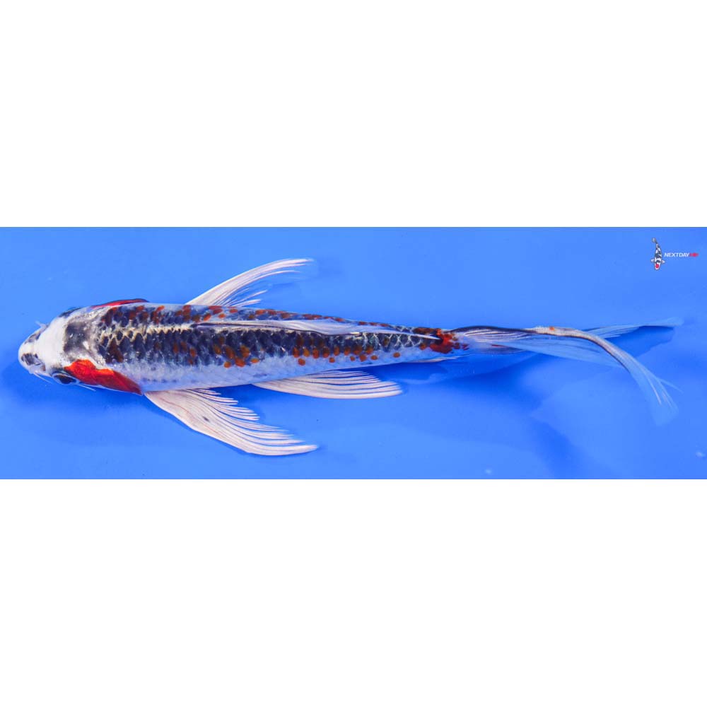 8” Imported Kujaku Butterfly Koi