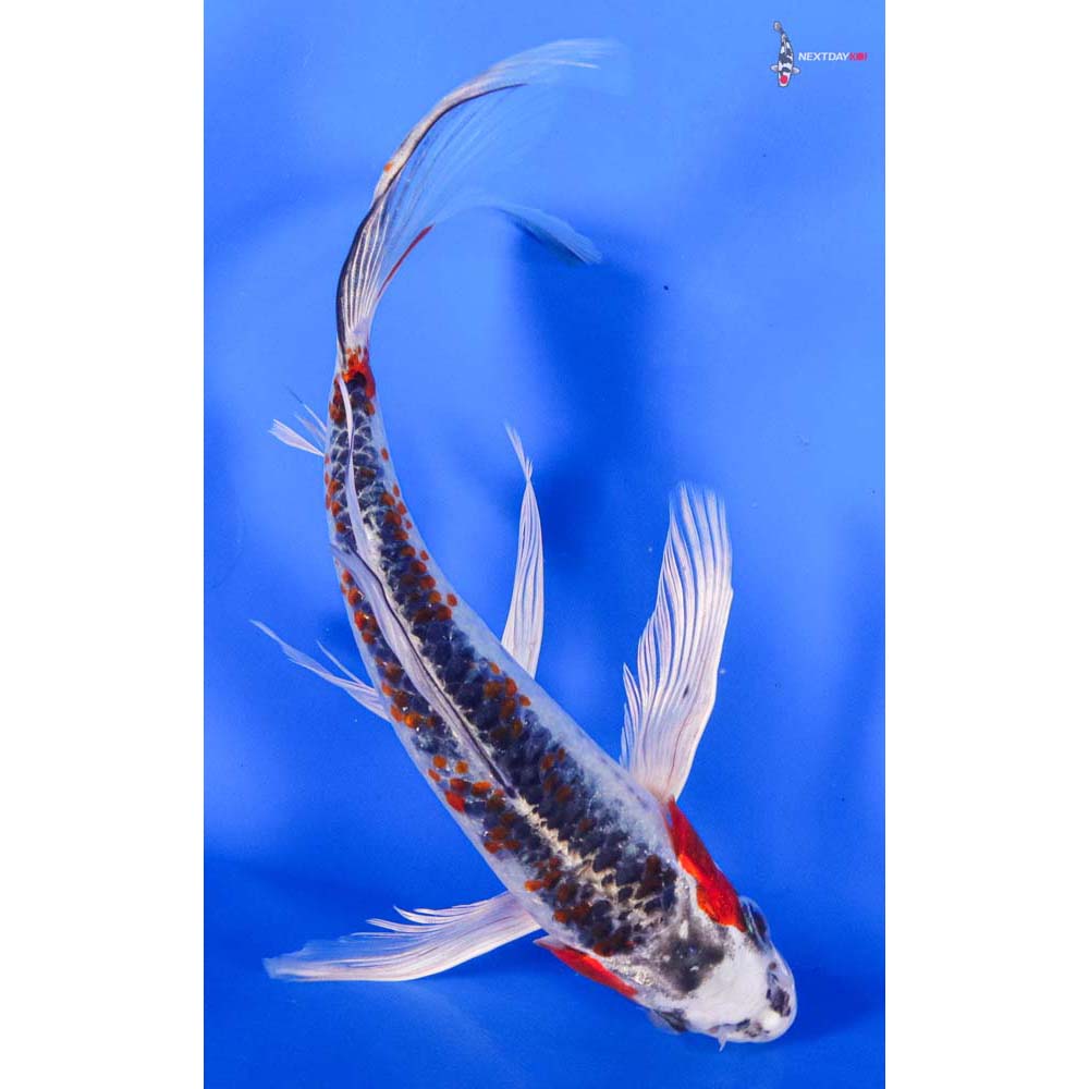 8” Imported Kujaku Butterfly Koi