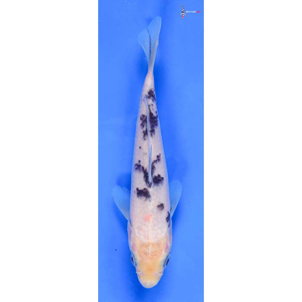 5.5” Imported Shiro Bekko