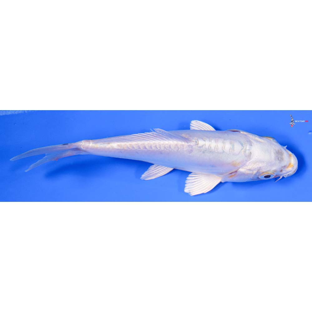 6” Imported Doitsu Platinum Ogon