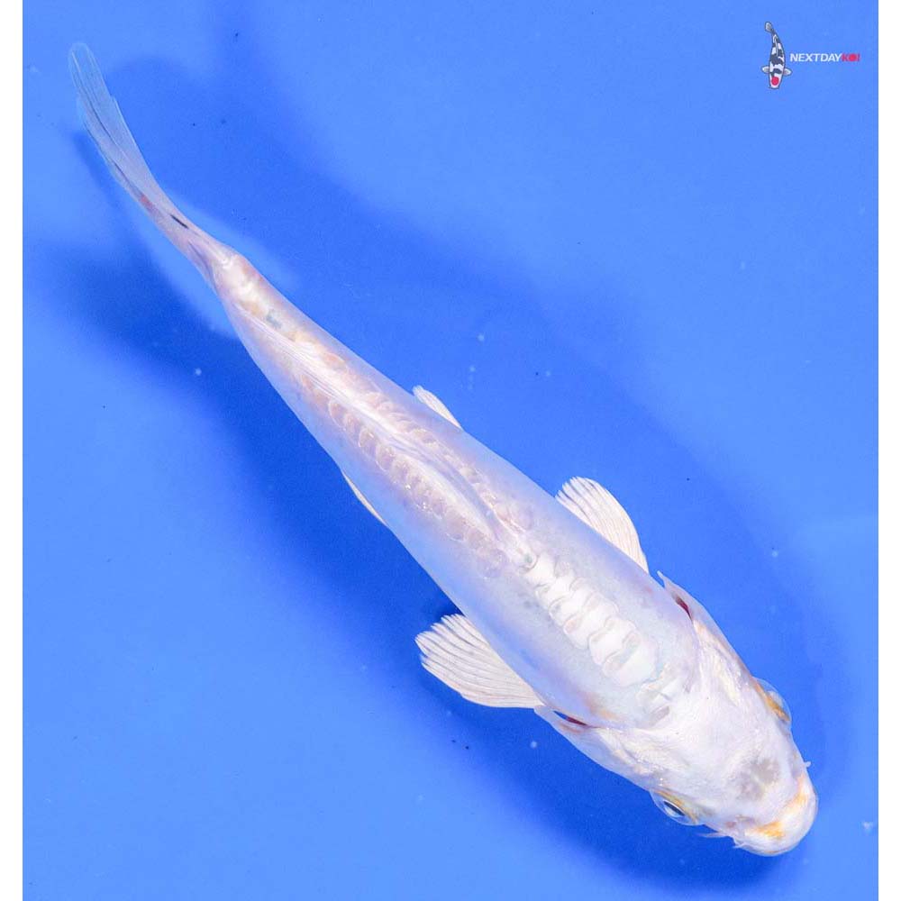 6” Imported Doitsu Platinum Ogon