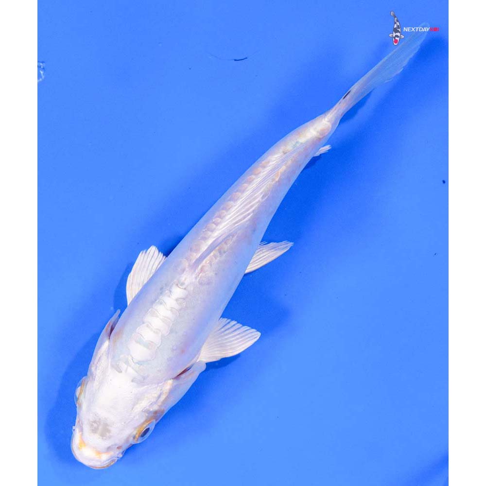 6” Imported Doitsu Platinum Ogon