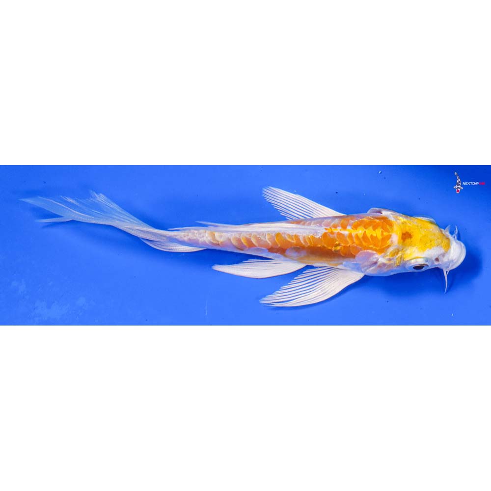 4.5” Imported Doitsu Lemon Hariwake Butterfly Koi