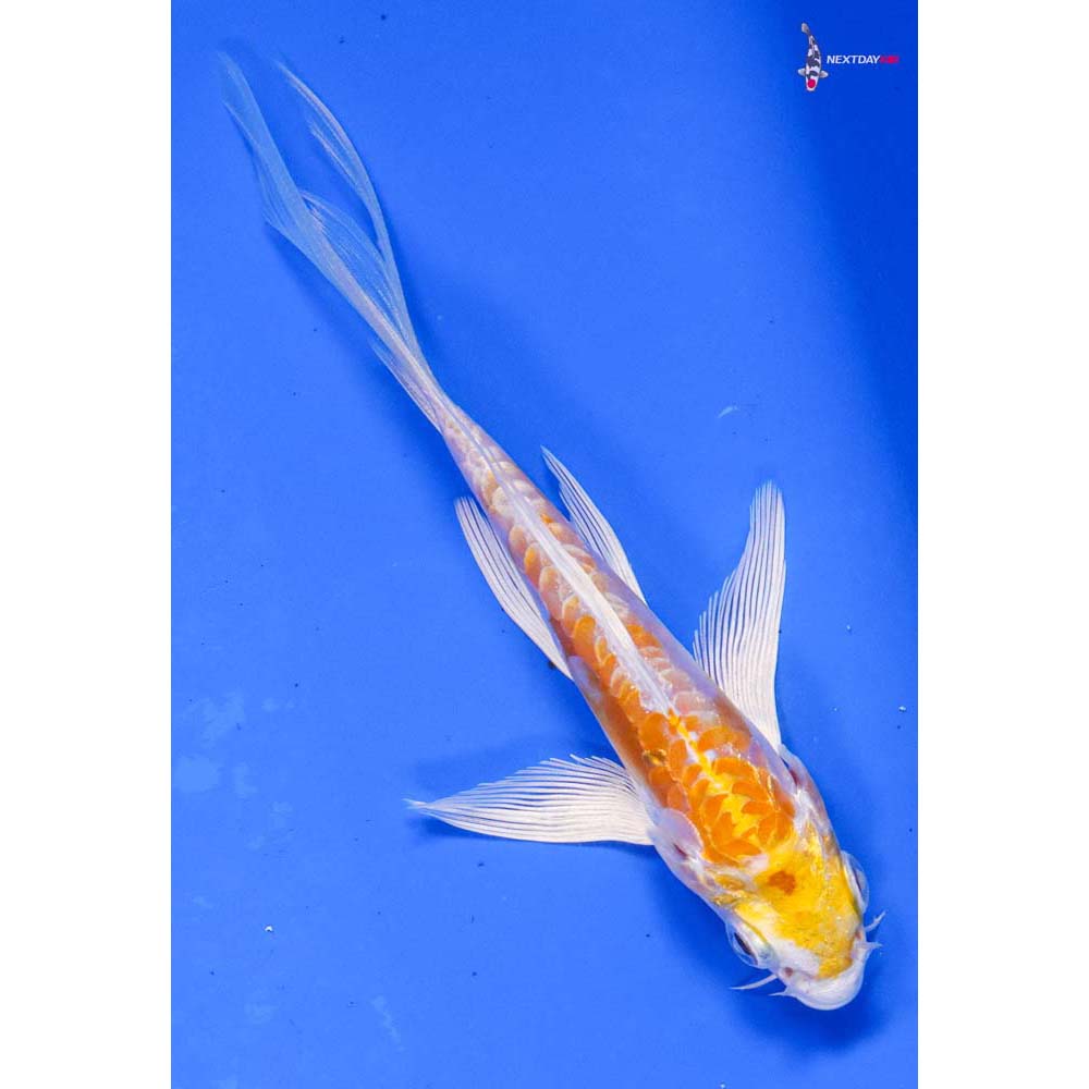4.5” Imported Doitsu Lemon Hariwake Butterfly Koi