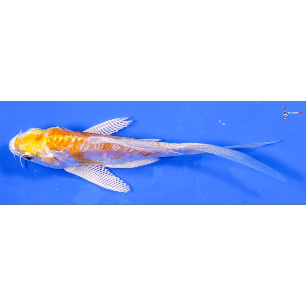 4.5” Imported Doitsu Lemon Hariwake Butterfly Koi