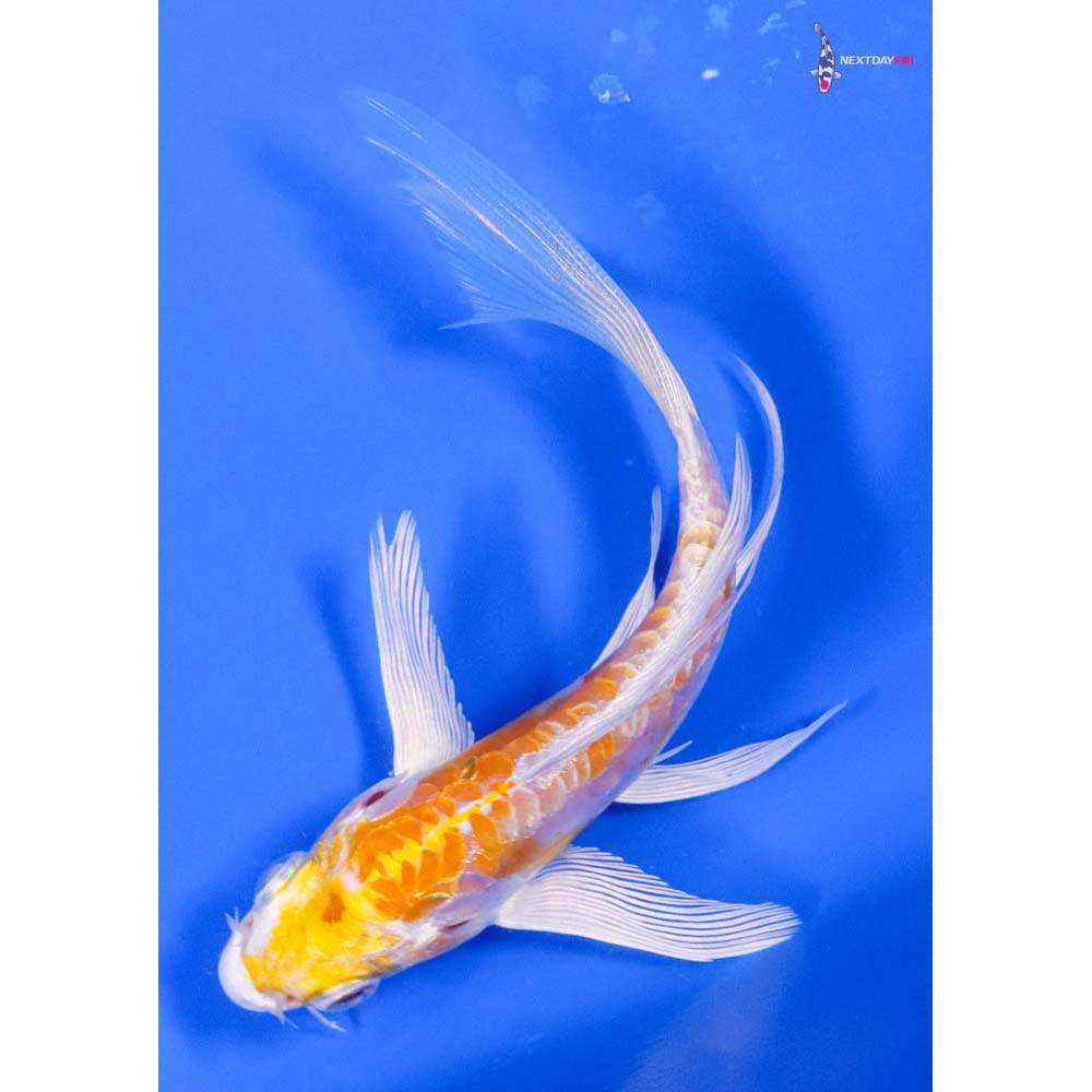 4.5” Imported Doitsu Lemon Hariwake Butterfly Koi