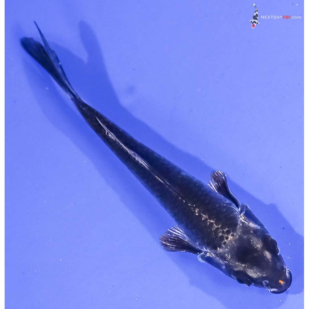 4” Imported Gin Matsuba