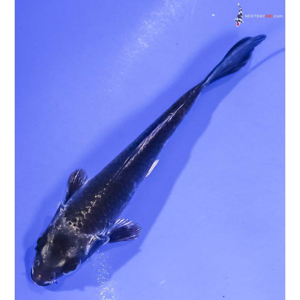 4” Imported Gin Matsuba