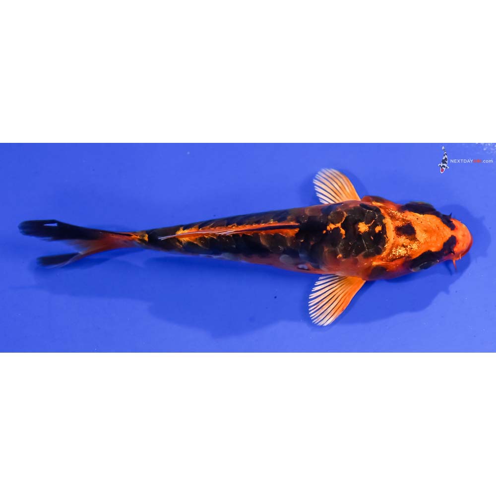 4” Imported Kin Kikokuryu