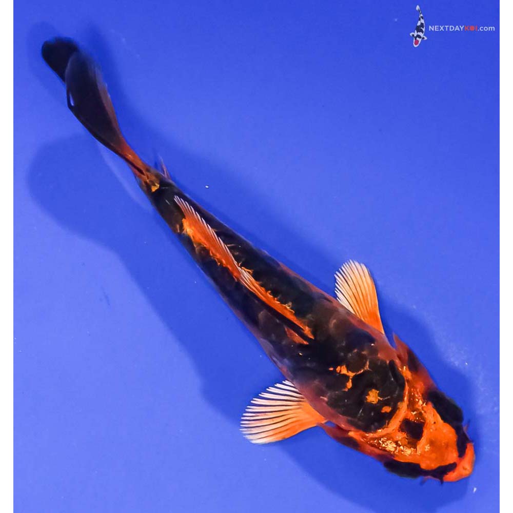 4” Imported Kin Kikokuryu