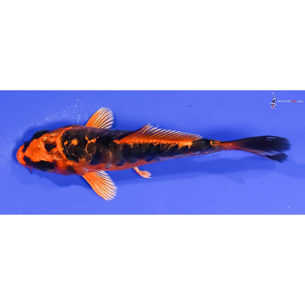 4” Imported Kin Kikokuryu