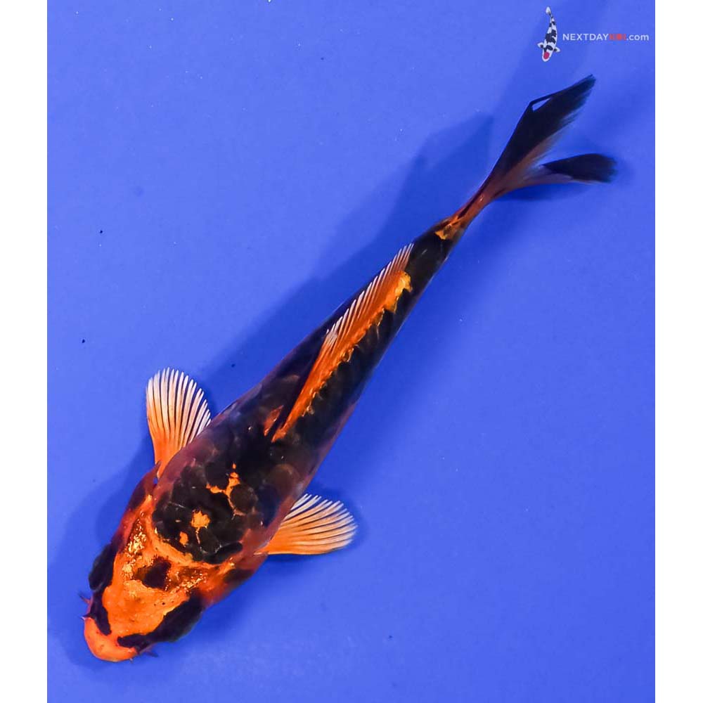 4” Imported Kin Kikokuryu