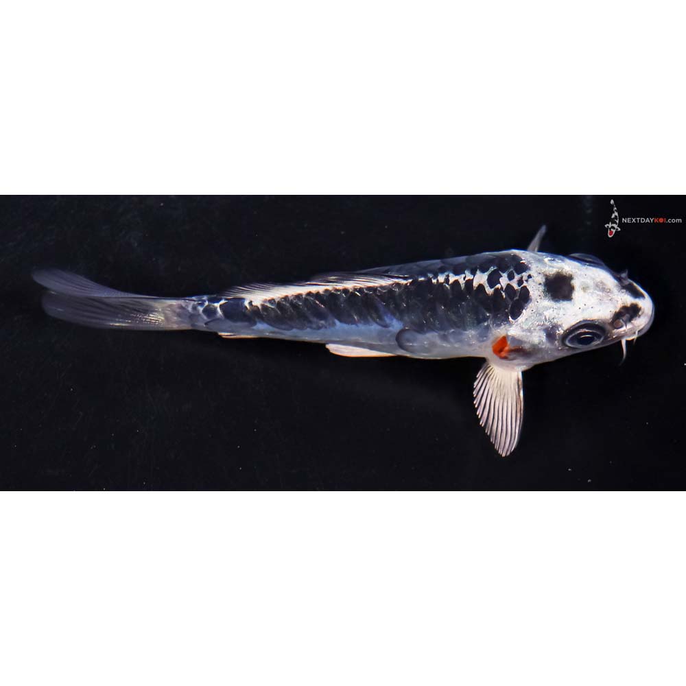 4” Imported Doitsu Blue Kujaku