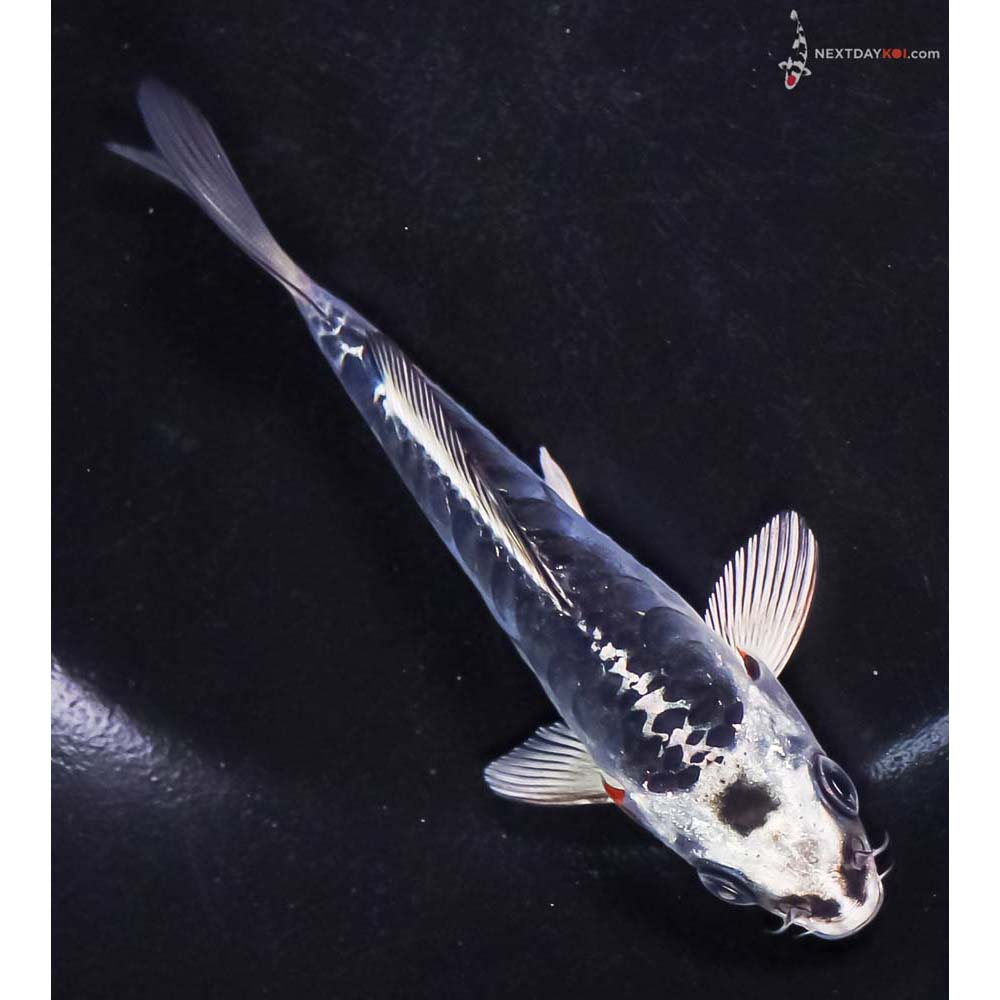 4” Imported Doitsu Blue Kujaku