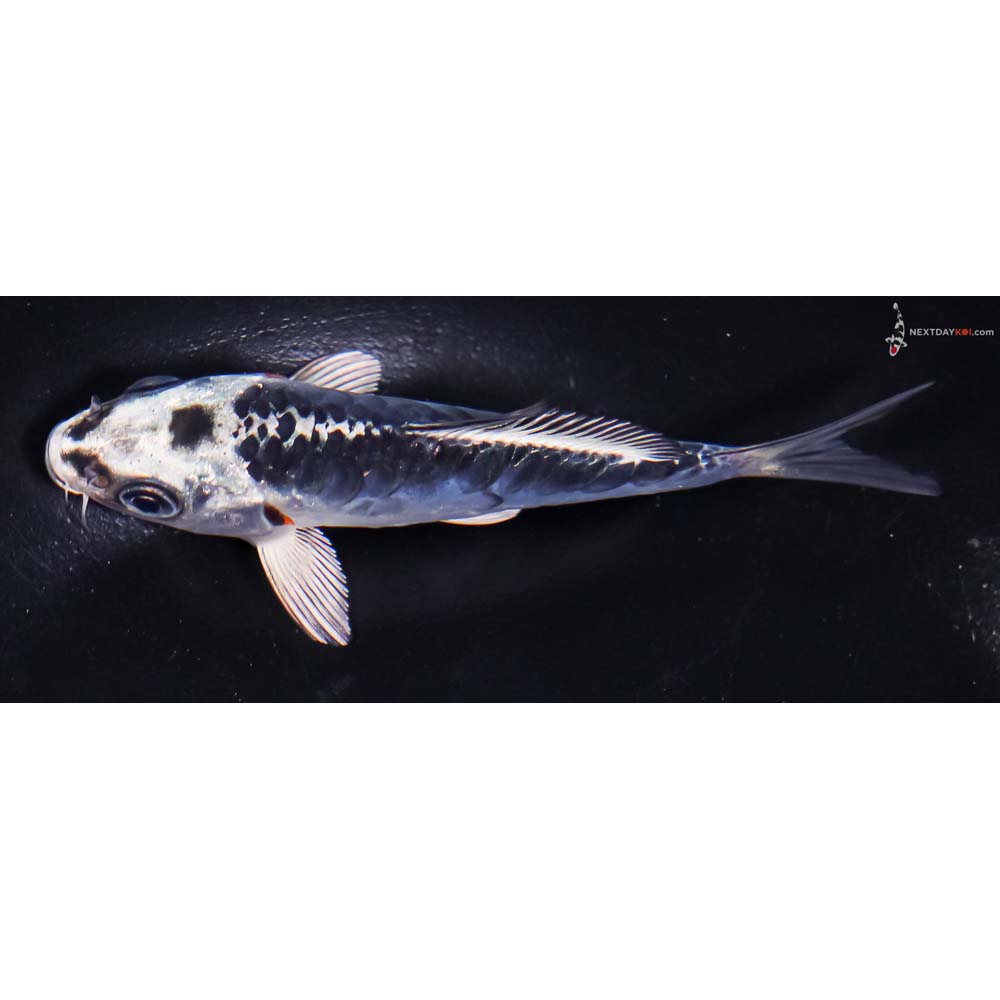 4” Imported Doitsu Blue Kujaku