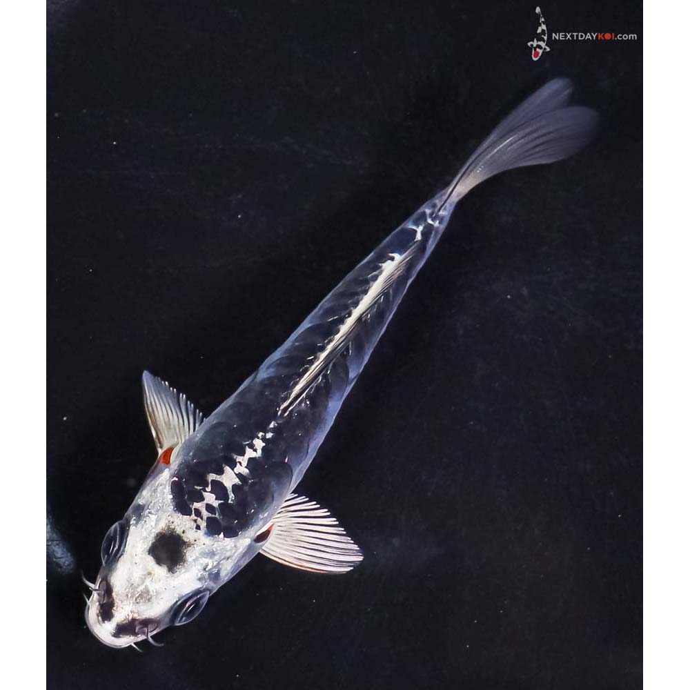 4” Imported Doitsu Blue Kujaku