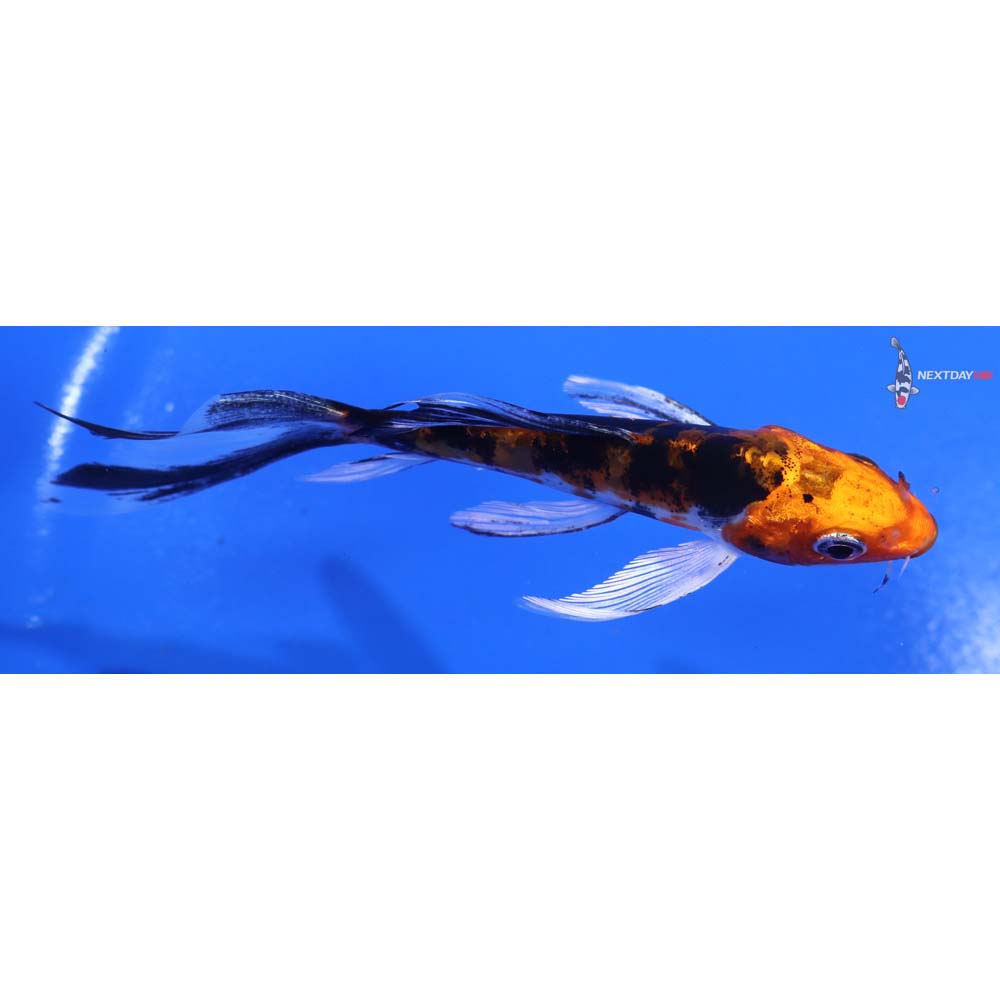4.5” Imported Heisei Nishiki Butterfly Koi