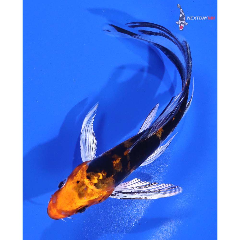 4.5” Imported Heisei Nishiki Butterfly Koi