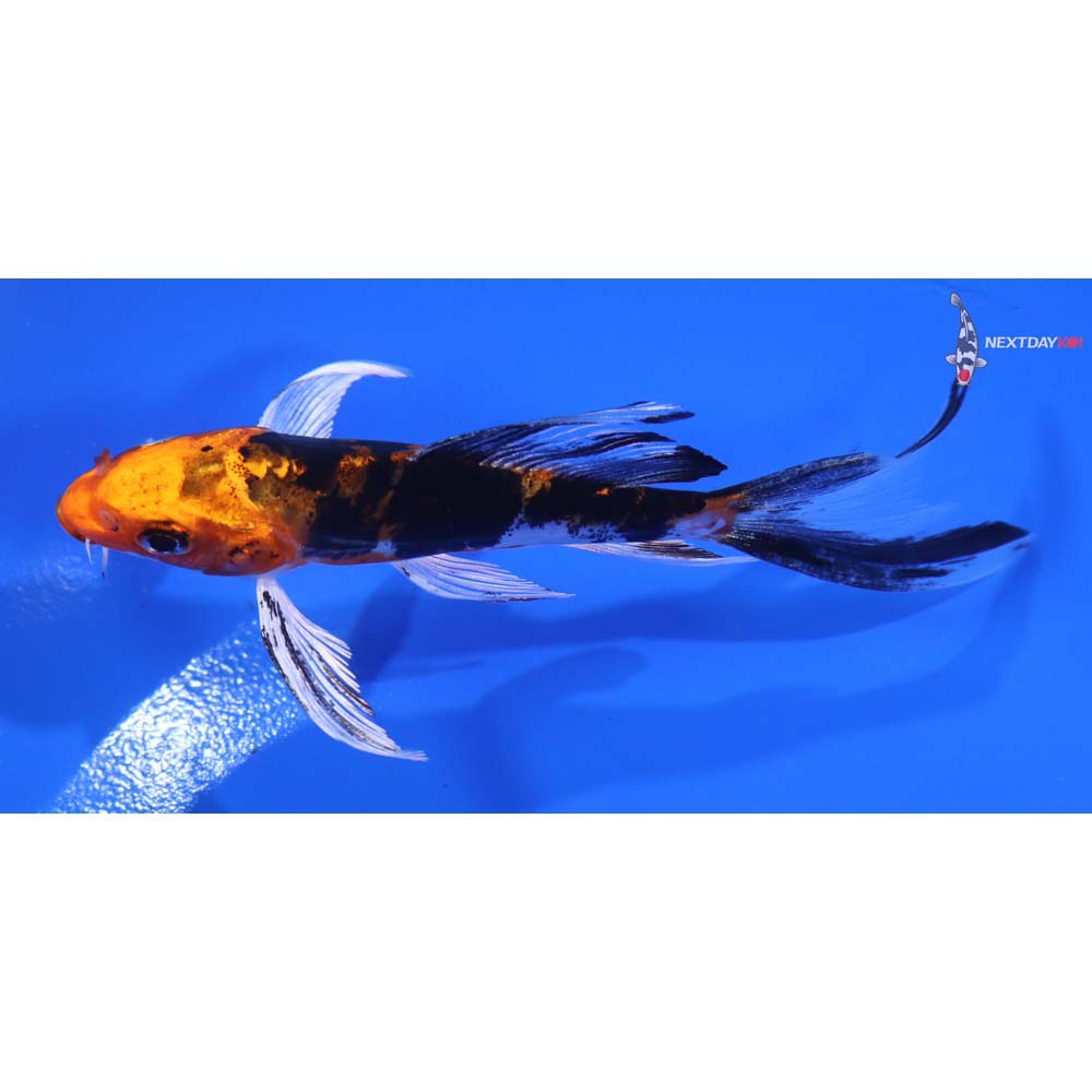 4.5” Imported Heisei Nishiki Butterfly Koi