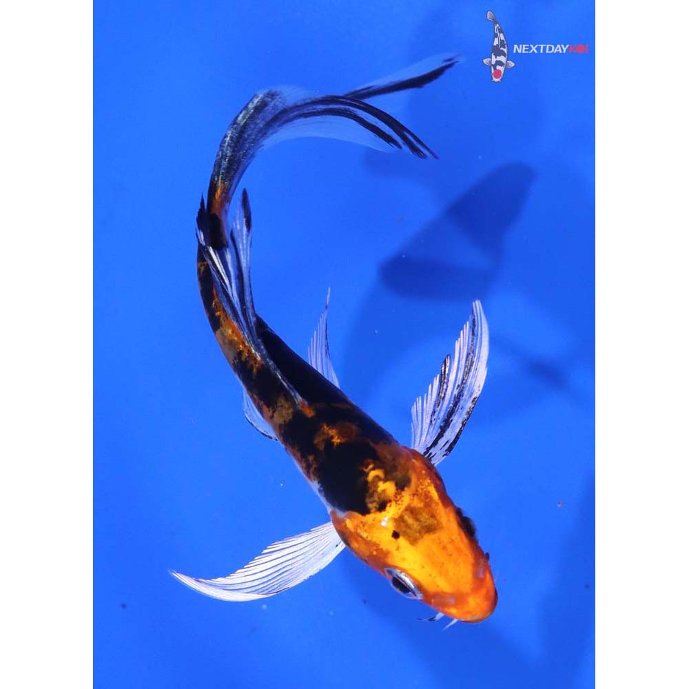 4.5” Imported Heisei Nishiki Butterfly Koi