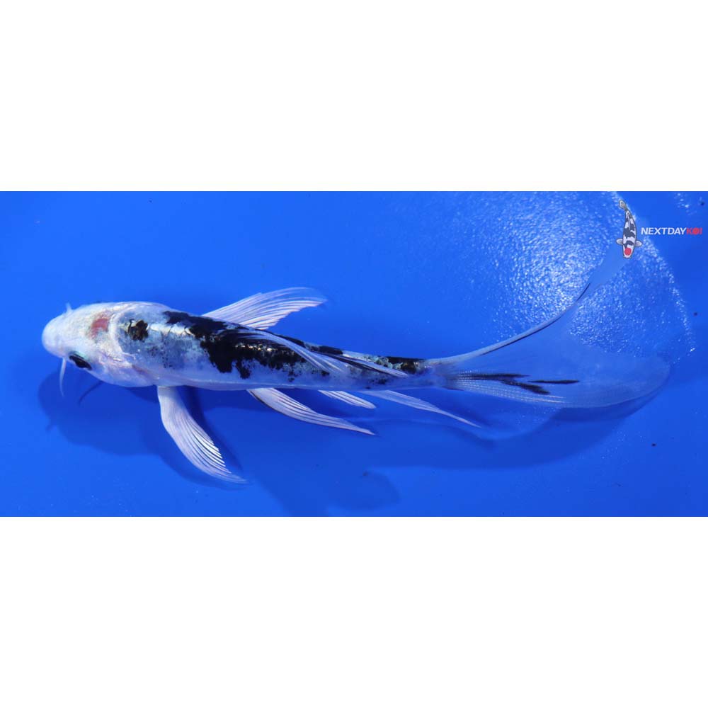 5” Imported Doitsu Gin Shiro Bekko Butterfly Koi