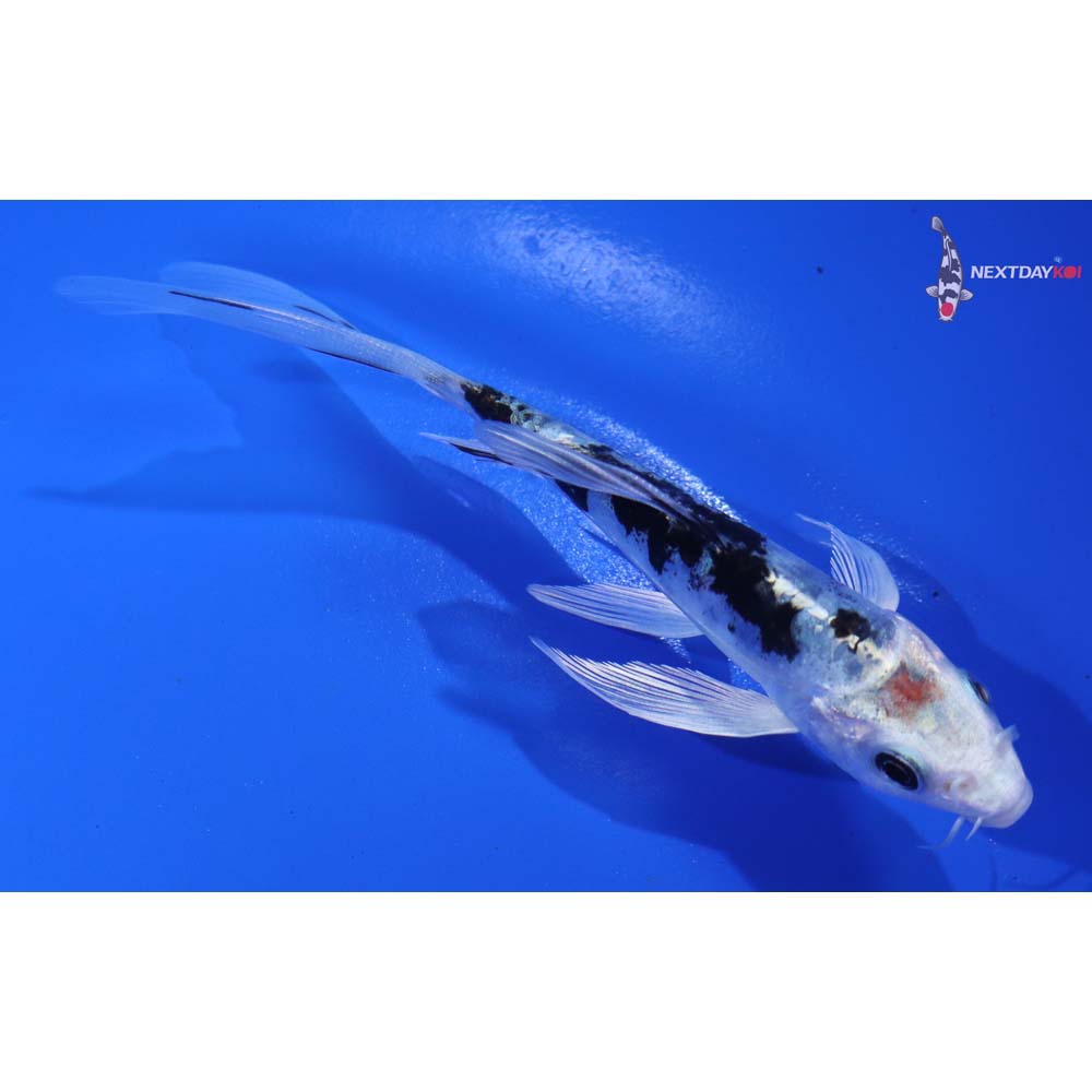 5” Imported Doitsu Gin Shiro Bekko Butterfly Koi