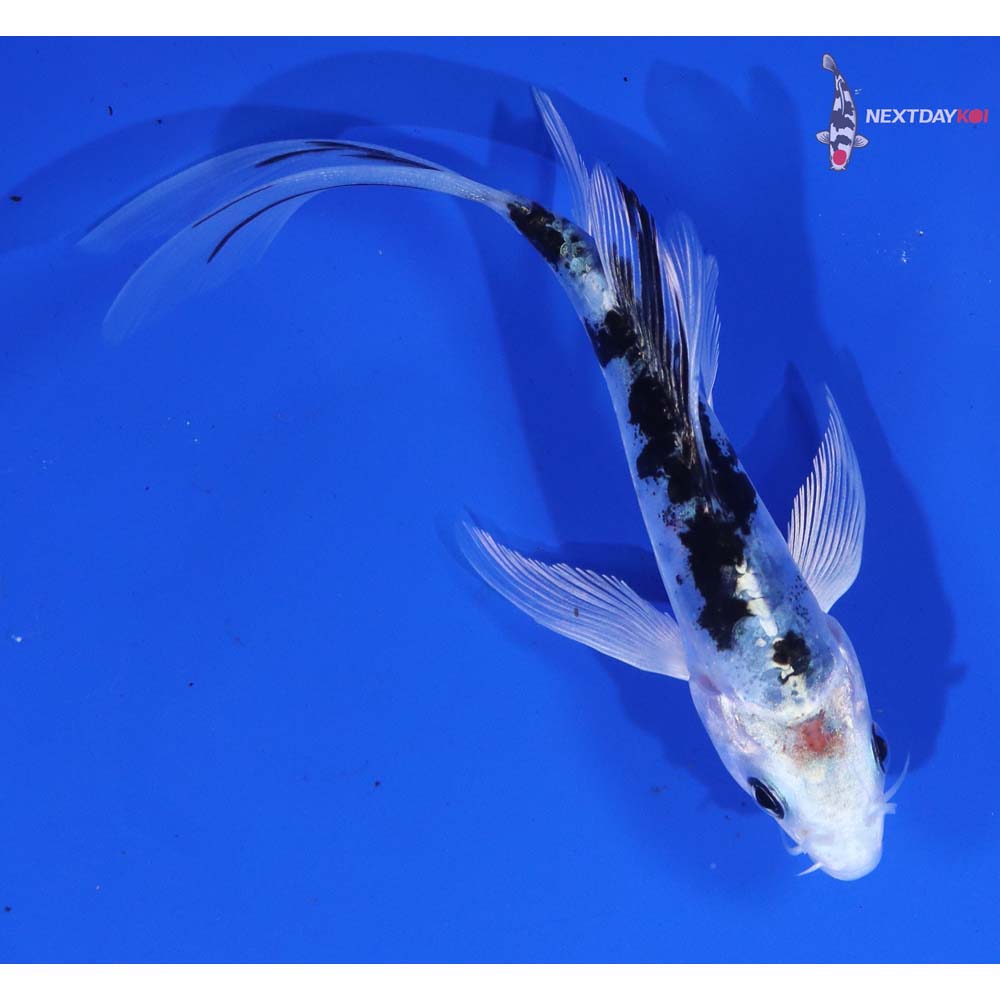 5” Imported Doitsu Gin Shiro Bekko Butterfly Koi