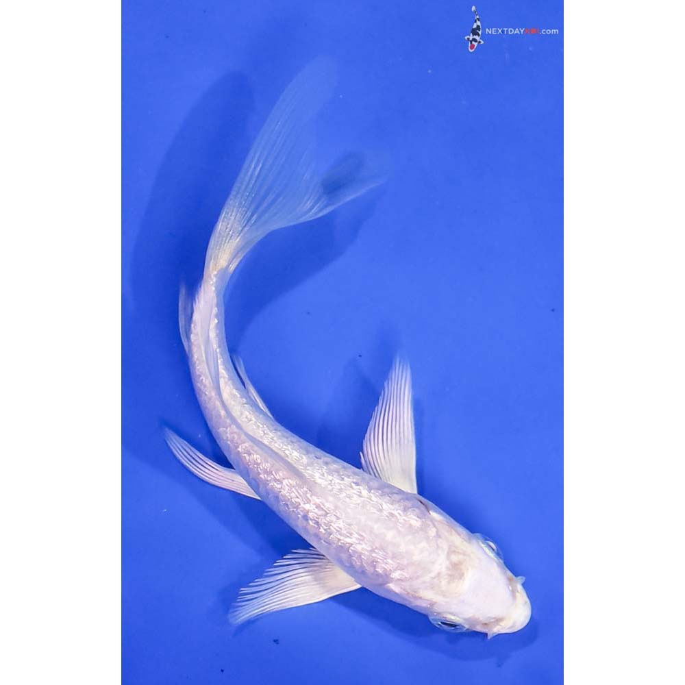4.5” Imported Gin Rin Platinum Ogon Butterfly Koi