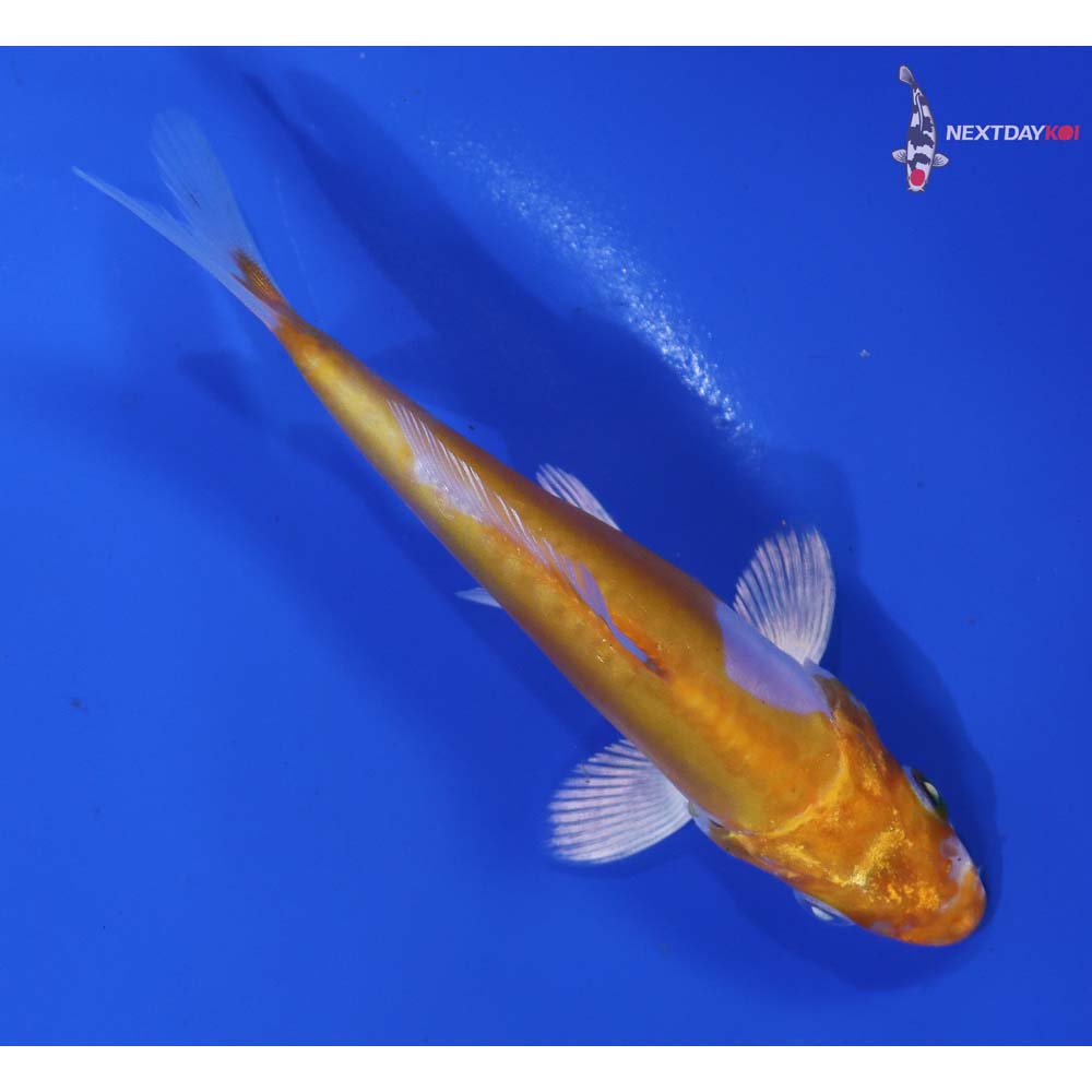 4” Imported Doitsu Lemon Hariwake