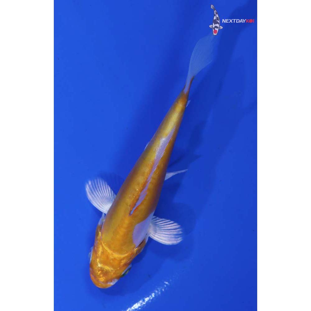 4” Imported Doitsu Lemon Hariwake