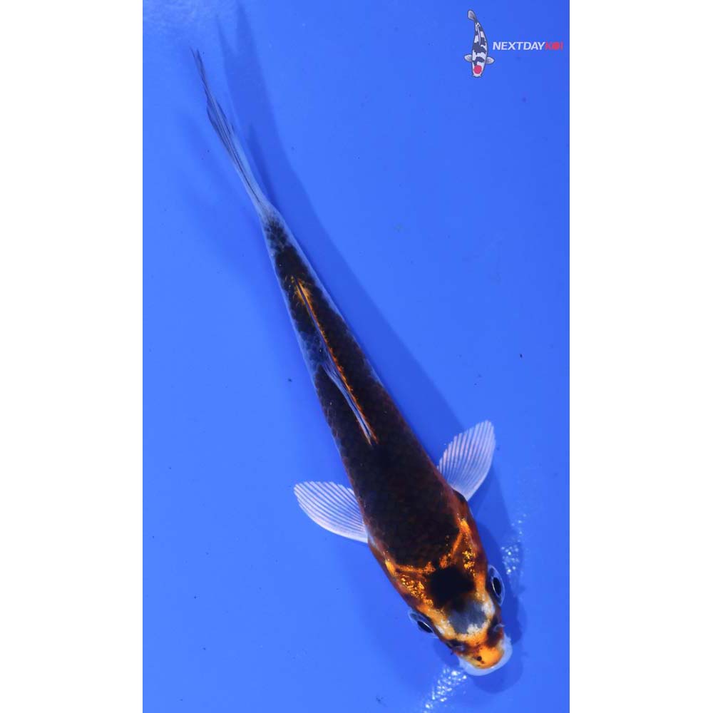 4” Imported Kujaku