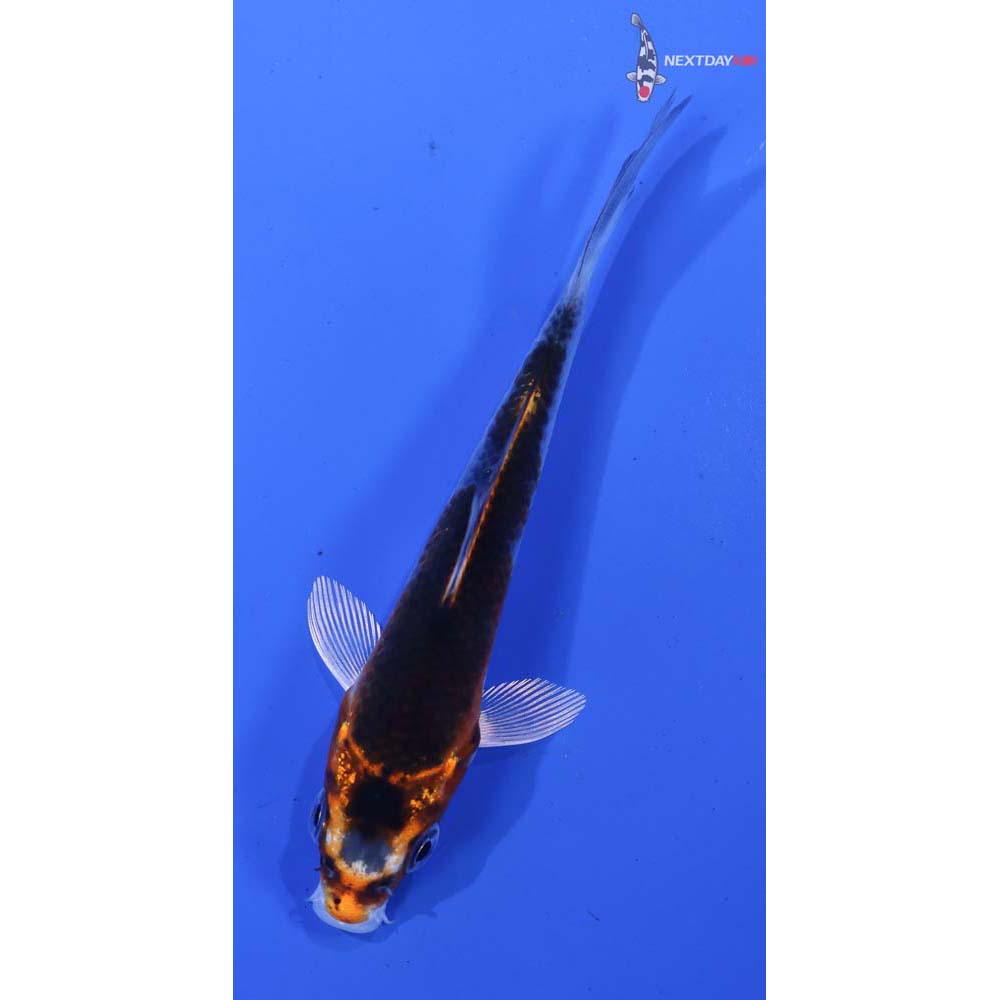 4” Imported Kujaku