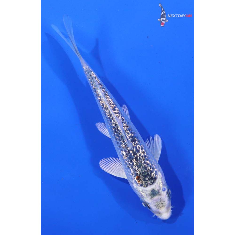 4” Imported Gin Rin Gin Matsuba