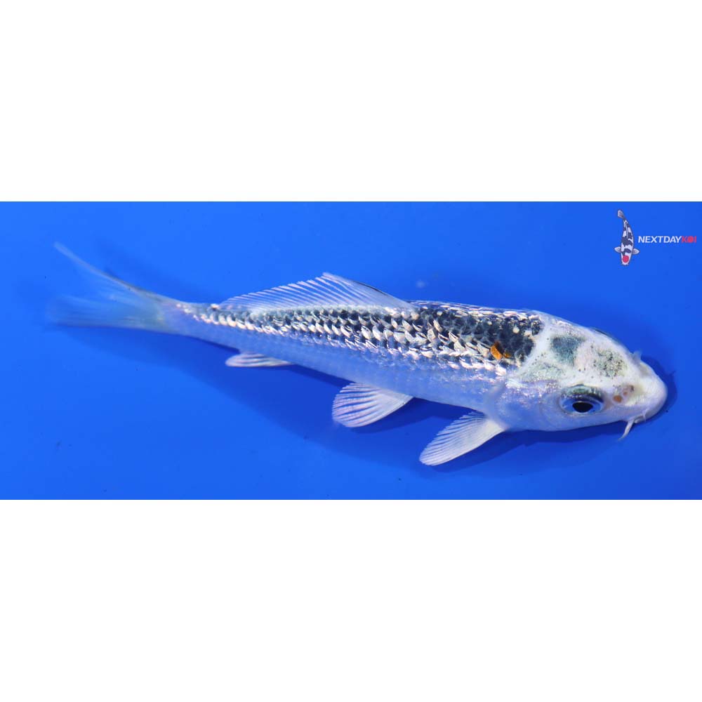 4” Imported Gin Rin Gin Matsuba